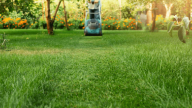 Lawn Care Services for a Lush, Green Lawn All Year Round