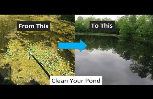 Pond