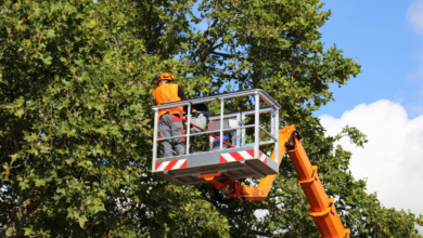 Comprehensive Tree Care: What’s in a Full-Service Maintenance Plan?