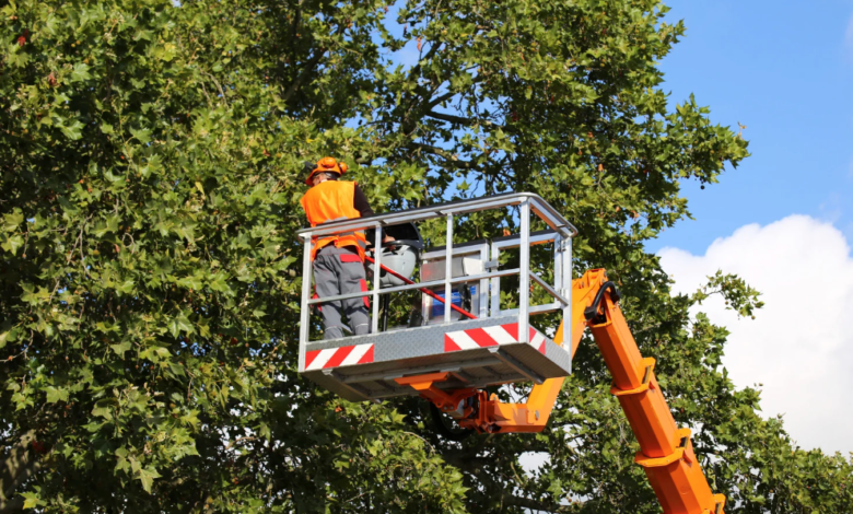 Comprehensive Tree Care: What’s in a Full-Service Maintenance Plan?