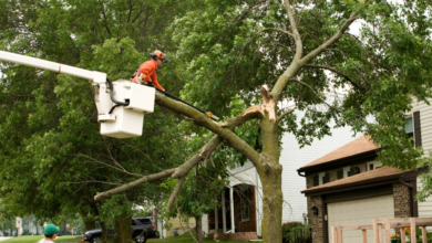 Tree Damage Cleanup: 5 Reasons to Hire a Professional Tree Service