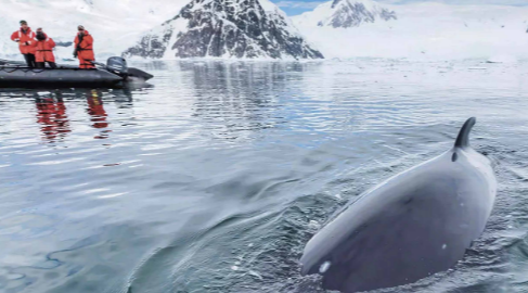 Unexpected Wildlife Encounters on the World’s Most Scenic Cruises