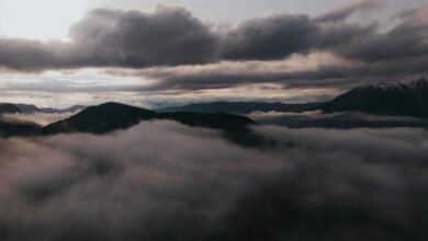 movies wap informational overview